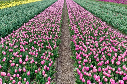 Pink tulips, tulip field, footpath, Bollenstreek, South Holland, Netherlands