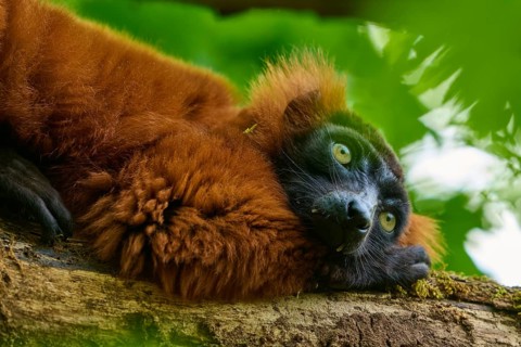Red ruffed lemur (Varecia rubra), resting on a tree trunk amidst green leaves, France, Europe