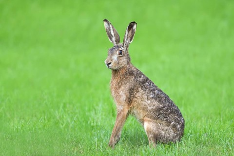 European hare (Lepus europaeus), sitting attentively in the grass and pricking up its ears,