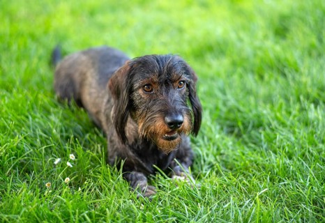 Rough-haired dachshund (Canis lupus familiaris) male, 4 years old, animal portrait, lying on a