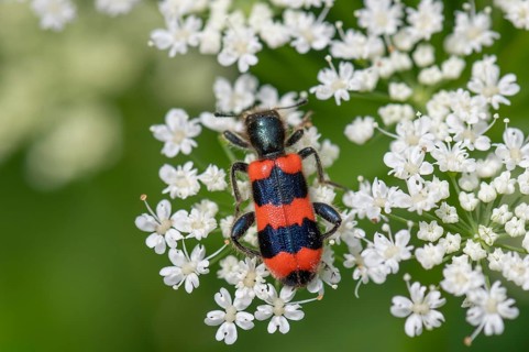 Bee beetle (Trichodes apiarius) on a goutweed flower, Bavaria, Germany, Europe