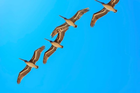 Brown Pelicans in flight, Orange County, California, USA, North America