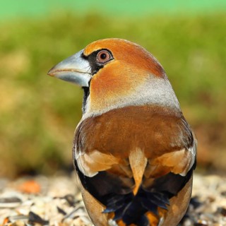 Hawfinch (Coccothraustes coccothraustes), male, animal portrait, North Rhine-Westphalia, Germany,