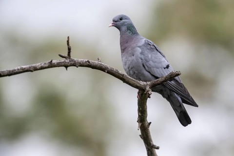 Stock Dove (Columba oenas), Emsland, Lower Saxony, Germany, Europe