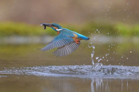 Kingfisher (Alcedo atthis), taking off from the water with a fish in its beak, Lechauen, Bavaria
