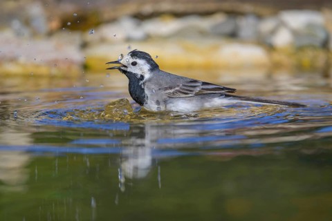 White wagtail (Motacilla alba), male bathing, biosphere reserve, Swabian Alb, Baden-Württemberg,