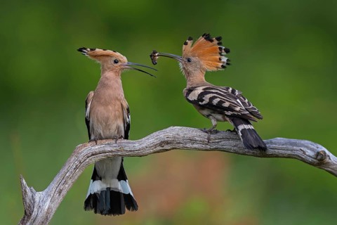 Hoopoe (Upupa epops) Bird of the Year 2022, male with food for his female, bridal gift, pair