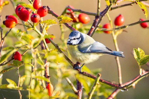 Blue tit (Parus caeruleus) Germany