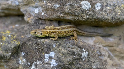 Sand lizard (Lacerta agilis), female, resting on a stone of a dry stone wall, Neckar valley,