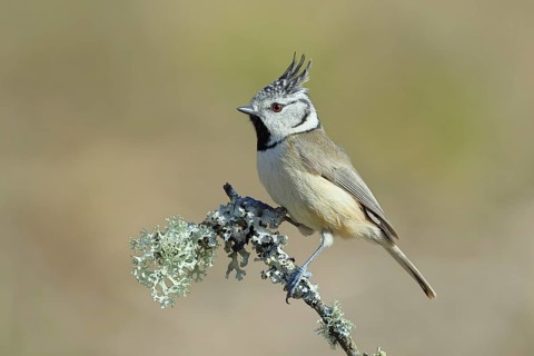 Crested Tit (Lophophanes Scalloped ribbonfish), on a branch overgrown with lichen, Wilnsdorf, North