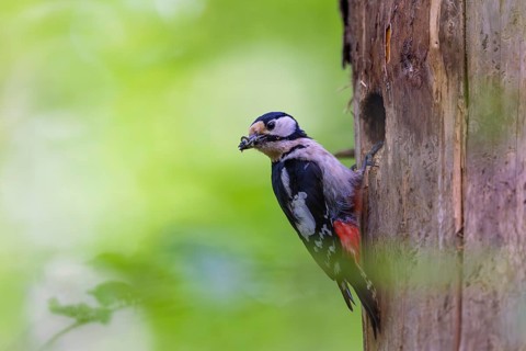 Pileated Woodpecker (Dendrocopos major) at the breeding cavity, Piciformes, Göggingen,