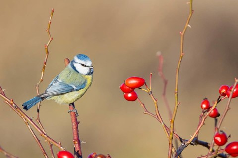 Blue tit (Parus caeruleus) Germany