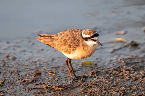 Three-banded plover (Charadrius tricollaris), in the morning light, Kruger National Park, South