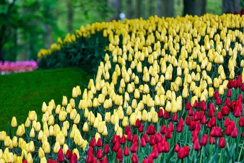 Red and yellow tulips (Tulipa), colourful tulip bed, Keukenhof gardens, Lisse, Bollenstreek, South