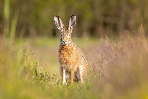 European hare (Lepus europaeus) Flowering meadow as habitat, foraging on a country lane, open