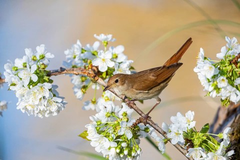 Nightingale (Luscinia megarhynchos) Germany