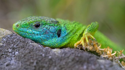 Western green lizard (Lacerta bilineata), animal portrait, resting on a stone of a dry stone wall,