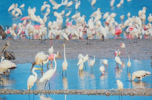 Group of Great white egrets (Ardea alba) and Roseate Spoonbills (Platalea ajaja) fishing, Sanibel