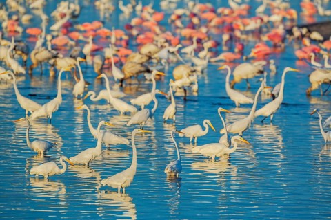 Group of Great white egrets (Ardea alba) and Roseate Spoonbills (Platalea ajaja) fishing, Sanibel