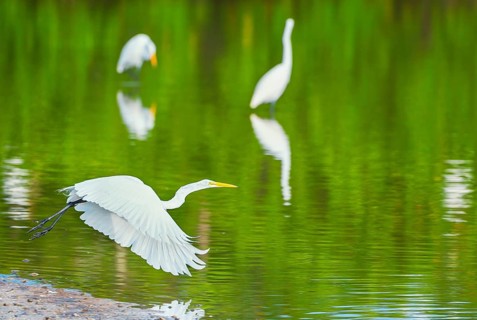 Great white egret (Ardea alba) in flight, Sanibel Island, J.N. Ding Darling National Wildlife