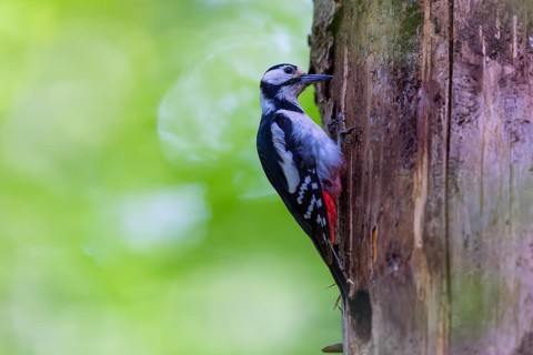 Pileated Woodpecker (Dendrocopos major) at the breeding cavity, Piciformes, Göggingen,