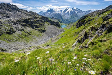 Flowers and view of mountain lake Lac du Louvie and glaciated mountain peaks of the Grand Combine,
