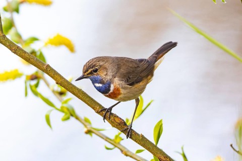 Bluethroat (Luscinia svecica cyanecula) ml Germany