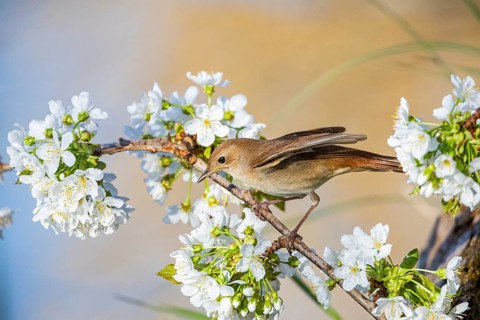 Nightingale (Luscinia megarhynchos) Germany