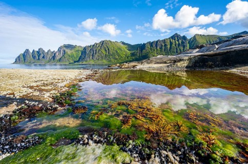Green algae in a tidal pool, rocky coast of Tungeneset, Devil's Teeth, Okshornan, Ersfjorden, Senja