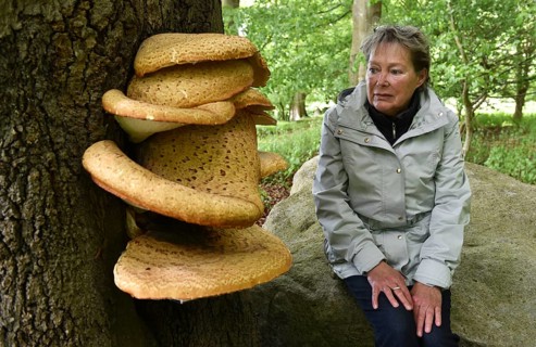 Woman and tree fungus dryad's saddle, dryad's saddle (Cerioporus squamosus), on an old tree trunk