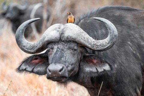 Cape buffalo (Syncerus caffer caffer) with yellowbill oxpecker (Buphagus africanus), animal