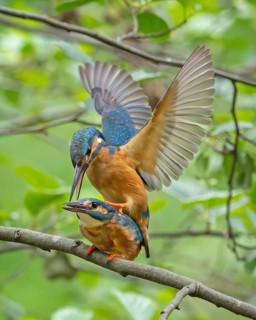 Kingfisher (Alcedo atthis) Indicator of clean watercourses, male and female at sunrise, perched on