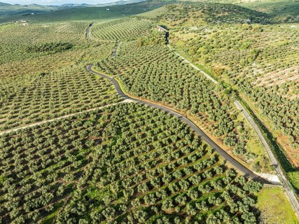 Cycle path Via Verde Del Aceite (right), old railroad track passes through olive fields, near