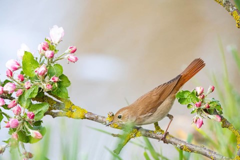 Nightingale (Luscinia megarhynchos) Germany