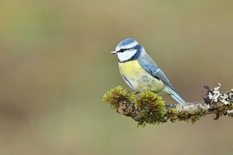 Blue tit (Parus caeruleus), sitting on a branch overgrown with lichen and moss, Wilnsdorf, North