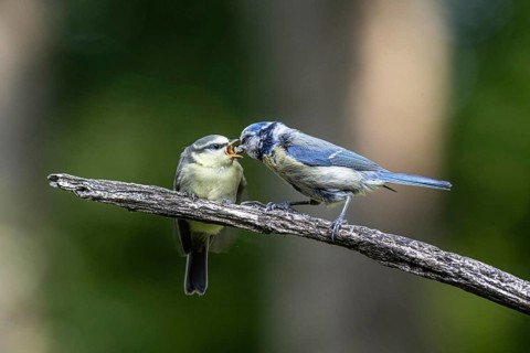 Blue tits (Parus caerulea), feeding young animals, Emsland, Lower Saxony, Germany, Europe