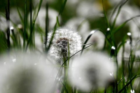 Dandelions, meadow in spring, Germany, Europe