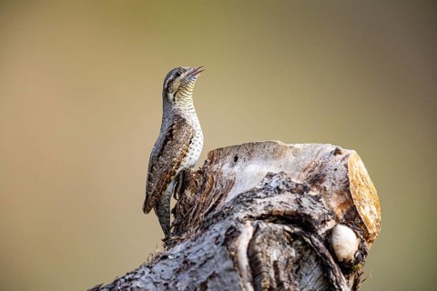 Eurasian wryneck (Jynx torquilla) Germany