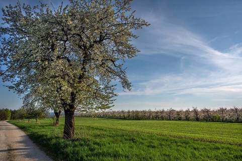 Old flowering cherry tree (Prunus avium), on the right a young, flowering cherry orchard,