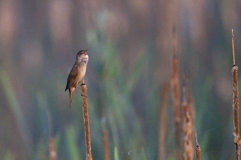 Reed warbler (Locustella luscinioides), Wittlich, RLP, Germany, Europe