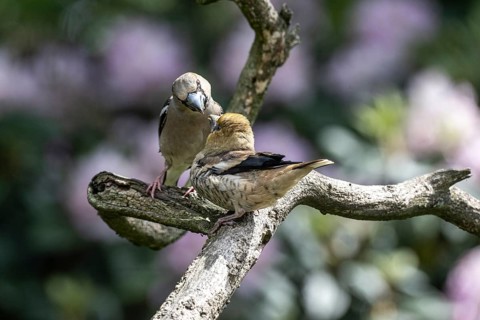Hawfinch (Coccothraustes coccothraustes), feeding juveniles, Emsland, Lower Saxony, Germany, Europe