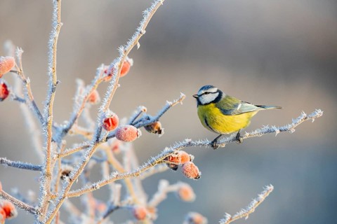 Blue tit (Parus caeruleus) Germany