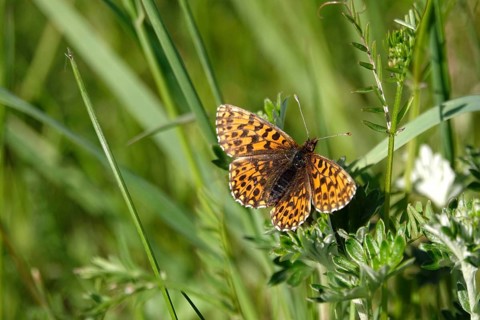 Pearl-bordered moth in a meadow in spring, Germany, Europe