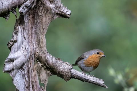 European robin (Erithacus rubecula), Emsland, Lower Saxony, Germany, Europe