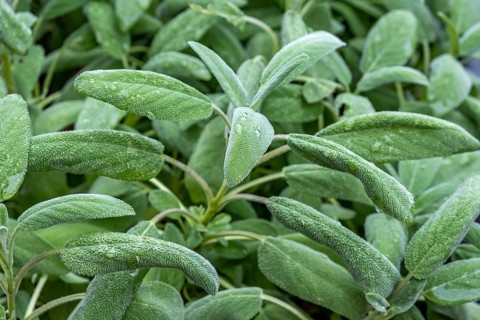 Common sage (Salvia officinalis), South Tyrol, Italy, Europe