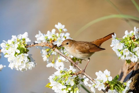 Nightingale (Luscinia megarhynchos) Germany