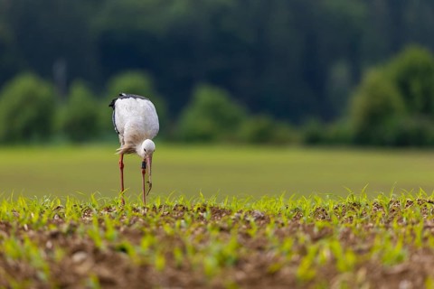 White stork (Ciconia ciconia), farmland, Göggingen, Sigmaringen district, Baden-Württemberg,