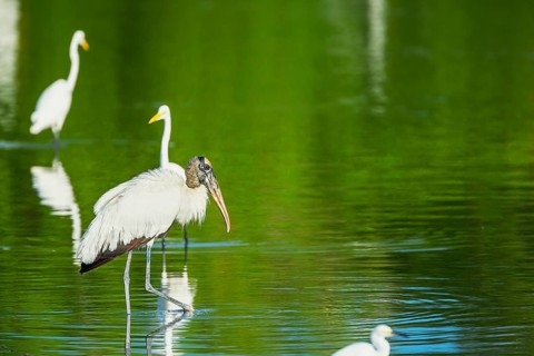 Great white egrets (Ardea alba) and Wood Stork (Mycteria Americana) fishing, Sanibel Island, J.N.