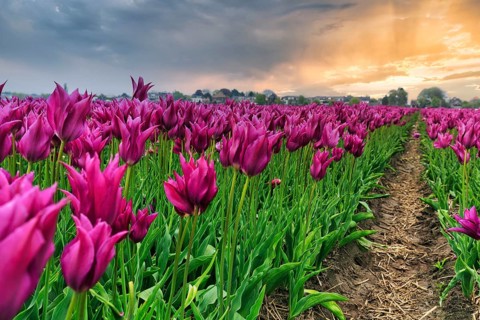 Pink tulips, evening sky, tulip field, Bollenstreek, South Holland, Netherlands