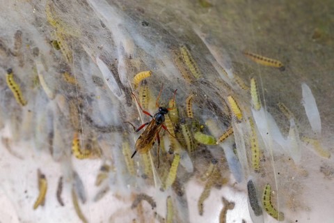 Ichneumon wasp (Pimpla turionellae) attacking larvae of bird-cherry ermine moths (Yponomeuta